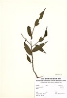 藏品(銳葉柃木)的圖片